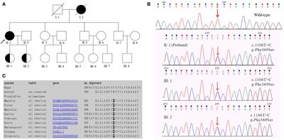 A Novel Probable Pathogenic PSEN2 Mutation p.Phe369Ser Associated With Early-Onset Alzheimer's Disease in a Chinese Han Family: A Case Report